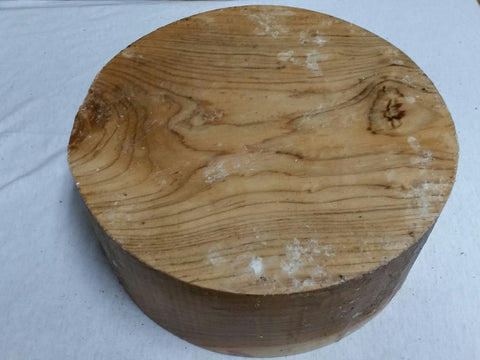 Cedar of Lebanon 10" x 4"